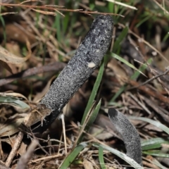 Drechmeria gunnii at Paddys River, ACT - suppressed