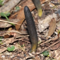 Drechmeria gunnii at Paddys River, ACT - suppressed