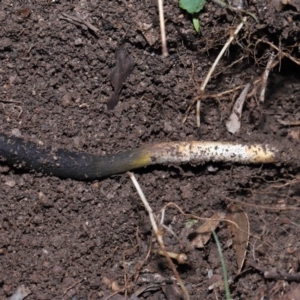 Drechmeria gunnii at Paddys River, ACT - suppressed