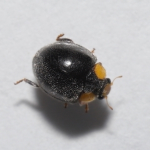 Apolinus lividigaster at Evatt, ACT - 10 Jun 2022