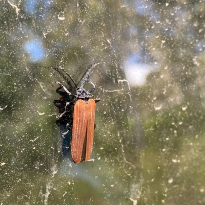 Porrostoma sp. (genus) (Lycid, Net-winged beetle) at Uriarra, NSW - 29 Dec 2020 by JimL