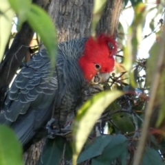 Callocephalon fimbriatum (Gang-gang Cockatoo) at Wandiyali-Environa Conservation Area - 16 Jun 2022 by Wandiyali