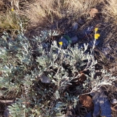 Chrysocephalum apiculatum (Common Everlasting) at Kambah, ACT - 15 Jun 2022 by MatthewFrawley