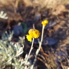 Chrysocephalum apiculatum at Kambah, ACT - 15 Jun 2022