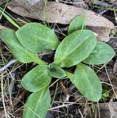 Ammobium craspedioides (Yass Daisy) at Bango Nature Reserve - 15 Jun 2022 by Cuumbeun