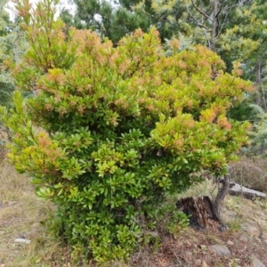 Arbutus unedo at Jerrabomberra, ACT - 17 Jun 2022