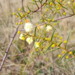 Acacia genistifolia (Early Wattle) at Jerrabomberra, ACT - 17 Jun 2022 by Mike