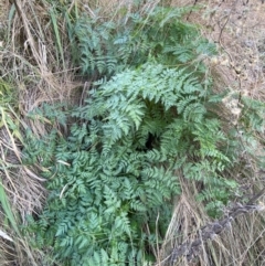 Conium maculatum (Hemlock) at Barracks Flat Drive Reserve - 17 Jun 2022 by Steve_Bok