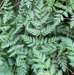 Conium maculatum at Karabar, NSW - 17 Jun 2022