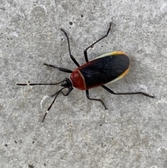 Dindymus versicolor at Karabar, NSW - 17 Jun 2022