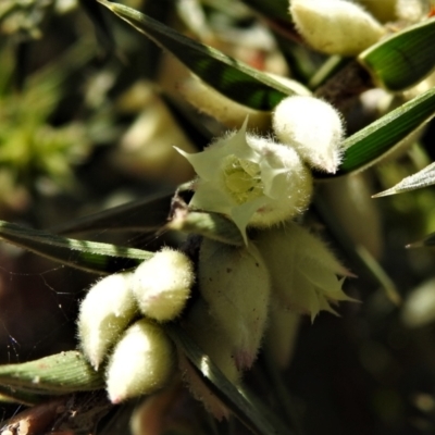 Melichrus urceolatus (Urn Heath) at Throsby, ACT - 17 Jun 2022 by JohnBundock