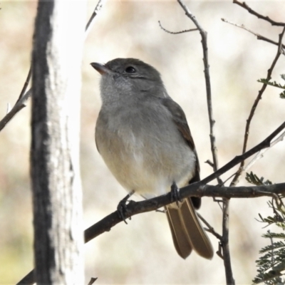 Pachycephala pectoralis (Golden Whistler) at Forde, ACT - 17 Jun 2022 by JohnBundock