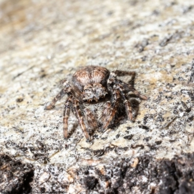 Servaea incana (Hoary Servaea) at Woodstock Nature Reserve - 17 Jun 2022 by Roger