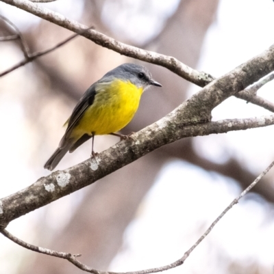 Eopsaltria australis (Eastern Yellow Robin) at Penrose, NSW - 17 Jun 2022 by Aussiegall