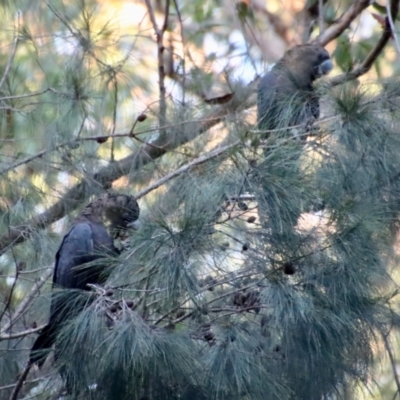 Calyptorhynchus lathami lathami (Glossy Black-Cockatoo) at Moruya, NSW - 17 Jun 2022 by LisaH
