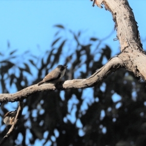 Daphoenositta chrysoptera at Cook, ACT - 12 Jun 2022