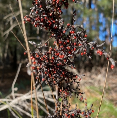 Gahnia sieberiana (Red-fruit Saw-sedge) at Moruya, NSW - 17 Jun 2022 by LisaH