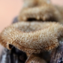 Lentinus fasciatus (Hairy Trumpet) at Moruya, NSW - 17 Jun 2022 by LisaH