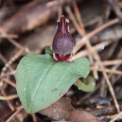 Corybas unguiculatus (Small Helmet Orchid) at Moruya, NSW - 17 Jun 2022 by LisaH