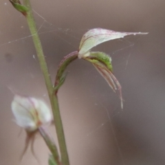 Acianthus fornicatus (Pixie-caps) at Moruya, NSW - 17 Jun 2022 by LisaH