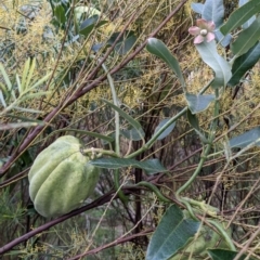 Araujia sericifera (Moth Plant) at Mount Ainslie to Black Mountain - 17 Jun 2022 by camcols