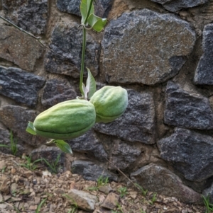 Araujia sericifera at Acton, ACT - 17 Jun 2022