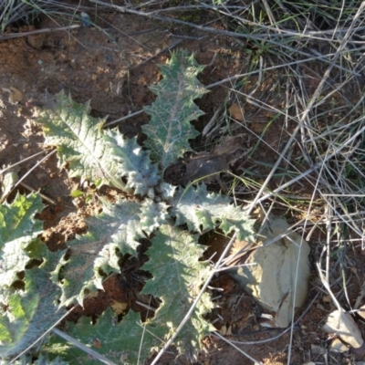 Onopordum acanthium (Scotch Thistle) at Forde, ACT - 13 Jun 2022 by Birdy