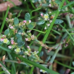 Polygonum arenastrum (Wireweed) at Wodonga, VIC - 13 Jun 2022 by KylieWaldon