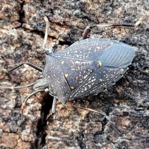 Poecilometis patruelis at Stromlo, ACT - 18 Jun 2022 10:22 AM