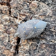 Poecilometis patruelis at Stromlo, ACT - 18 Jun 2022 10:22 AM