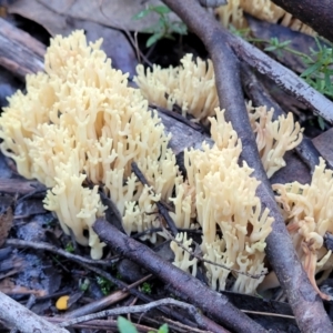 Ramaria sp. at Stromlo, ACT - 18 Jun 2022 10:39 AM