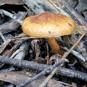 zz agaric (stem; gills not white/cream) at Stromlo, ACT - 18 Jun 2022