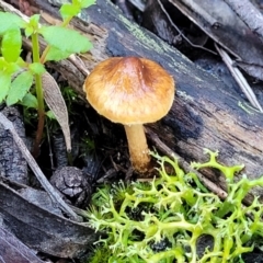 zz agaric (stem; gills not white/cream) at Stromlo, ACT - 18 Jun 2022