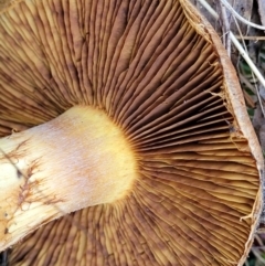 Cortinarius sp. at Stromlo, ACT - 18 Jun 2022