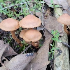 zz agaric (stem; gills not white/cream) at Stromlo, ACT - 18 Jun 2022 by trevorpreston