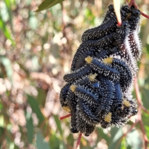 Perga sp. (genus) at Stromlo, ACT - 18 Jun 2022