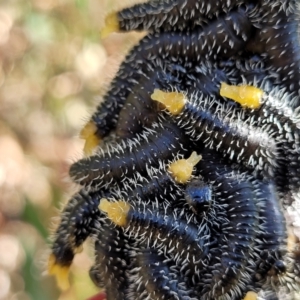 Perga sp. (genus) at Stromlo, ACT - 18 Jun 2022