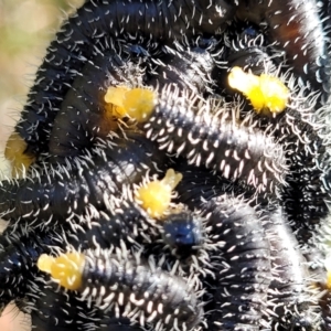 Perga sp. (genus) at Stromlo, ACT - 18 Jun 2022