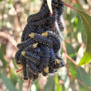 Perga sp. (genus) at Stromlo, ACT - 18 Jun 2022