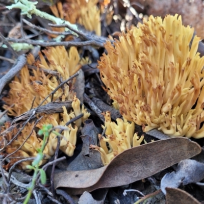 Ramaria sp. (A Coral fungus) at Stromlo, ACT - 18 Jun 2022 by trevorpreston