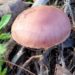 Unverified Cap on a stem; gills below cap [mushrooms or mushroom-like] - 1 Jan 1900 by trevorpreston