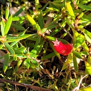 Astroloma humifusum at Stromlo, ACT - 18 Jun 2022