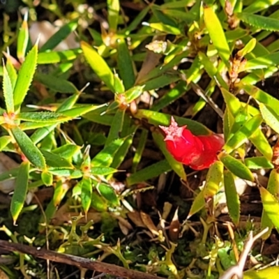 Astroloma humifusum (Cranberry Heath) at Stromlo, ACT - 18 Jun 2022 by trevorpreston