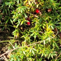 Astroloma humifusum at Stromlo, ACT - 18 Jun 2022