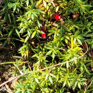 Astroloma humifusum at Stromlo, ACT - 18 Jun 2022