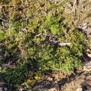 Astroloma humifusum at Stromlo, ACT - 18 Jun 2022