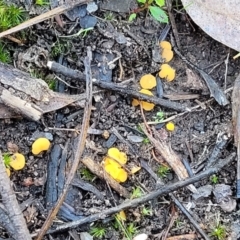 Phaeohelotium (Discinella terrestris aggregate) at Stromlo, ACT - 18 Jun 2022