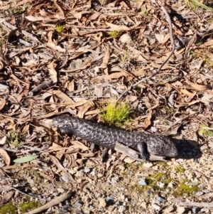 Tiliqua rugosa at Forde, ACT - 18 Jun 2022