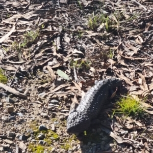 Tiliqua rugosa at Forde, ACT - 18 Jun 2022