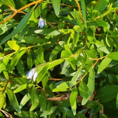 Billardiera heterophylla (Western Australian Bluebell Creeper) at Farrer, ACT - 18 Jun 2022 by Mike